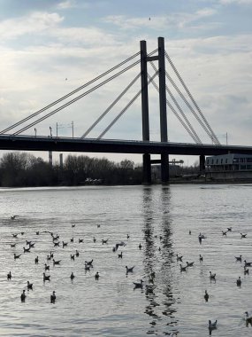 Sava Nehri 'nin karşısındaki köprü. Belgrad, Sırbistan, Avrupa. Yüksek kalite fotoğraf
