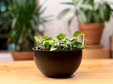 Ofiste saksıda duran çiçekler. Yüksek kalite fotoğraf