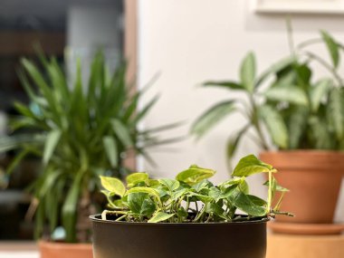 Ofiste saksıda duran çiçekler. Yüksek kalite fotoğraf