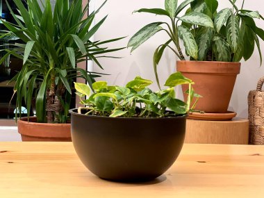 Ofiste saksıda duran çiçekler. Yüksek kalite fotoğraf