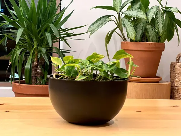 Ofiste saksıda duran çiçekler. Yüksek kalite fotoğraf