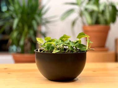 Ofiste saksıda duran çiçekler. Yüksek kalite fotoğraf