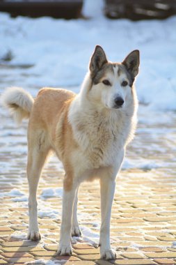 Köpek parkta yürüyüşe çıktı.