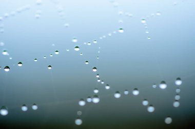 Sonbaharın sisli bir sabahında, küçük su incileri gibi örümcek ağındaki çiğ damlacıkları. İtalya 'nın Marş bölgesi