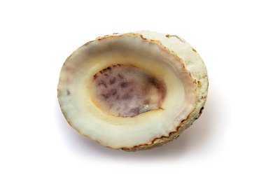 Beyaz arkaplanda izole edilmiş Patella vulgaris kabuğu
