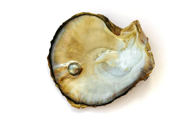珍珠牡蛎的母亲 有一颗珍珠 背景为白色 — 图库照片