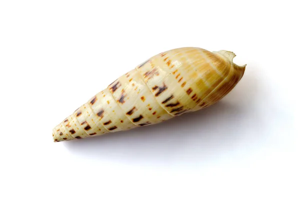 Rozbité Terebra Maculata Shell Izolované Bílém Pozadí — Stock fotografie