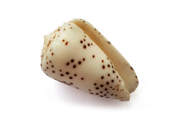 Coquille Conus Parvatus Isolée Sur Fond Blanc — Photo