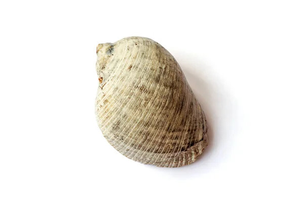 タヒチ産ラパナ ヴェノサ貝を白で隔てる — ストック写真