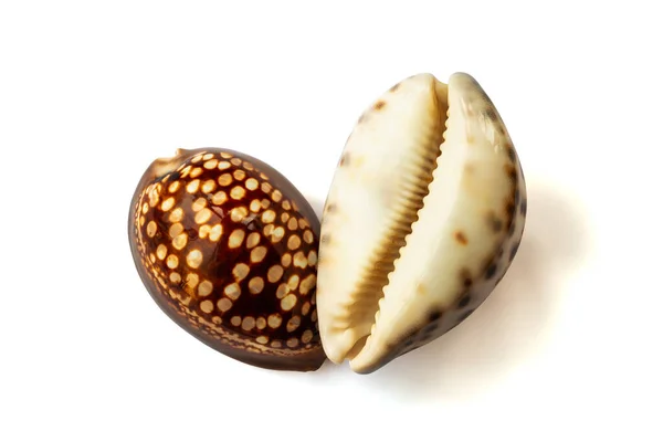 キプラエア モーリタニアとキプラエア ティグリスの殻は白い背景に隔離されている — ストック写真