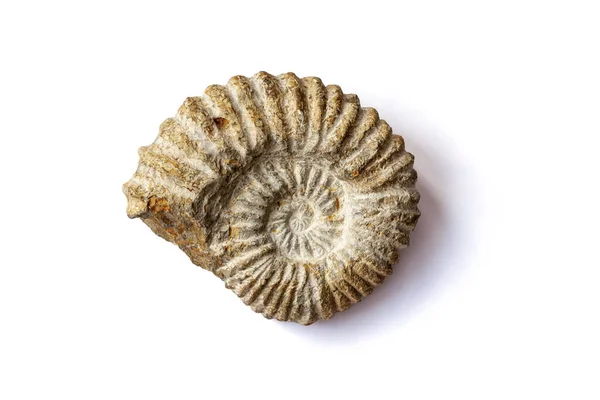 Une Ammonite Fossile Marin Isolé Sur Fond Blanc — Photo