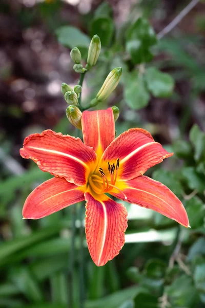 Orange Red Orange Day Lily White Stripes Warm Spring Sun — Stock Photo, Image