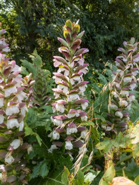Acanthus Mollis Ayısı 'nın Şortu, beyaz bir yaz çiçeği ve Temmuz ve Ağustos aylarında açılan mor başlıklı bir bahar çiçeği.