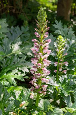 Acanthus Mollis Ayısı 'nın Şortu, beyaz bir yaz çiçeği ve Temmuz ve Ağustos aylarında açılan mor başlıklı bir bahar çiçeği.