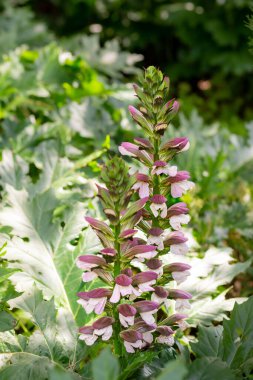 Acanthus Mollis Ayısı 'nın Şortu, beyaz bir yaz çiçeği ve Temmuz ve Ağustos aylarında açılan mor başlıklı bir bahar çiçeği.