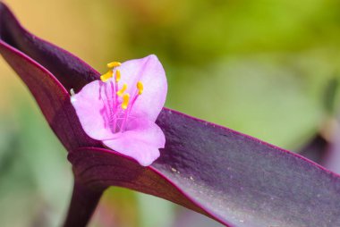 Fransa 'nın güneyinde, Provence' de yumuşak sonbahar güneşinin altında mor kalp çiçeği