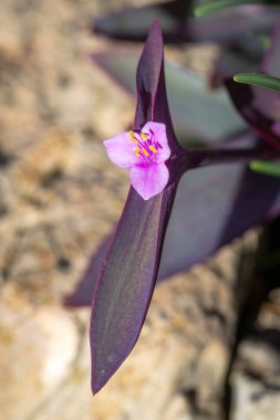Fransa 'nın güneyinde, Provence' de yumuşak sonbahar güneşinin altında mor kalp çiçeği