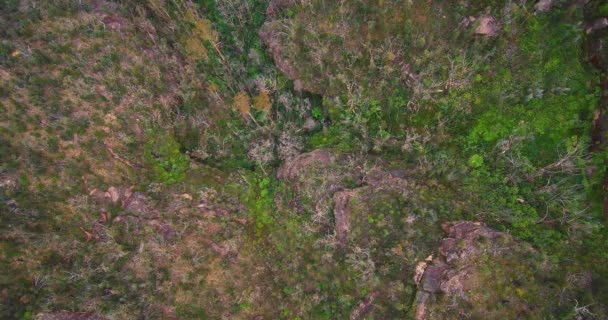 Vidéo Statique Pour Arrière Plan Haut Buisson Brûlé Forêt Avec — Video