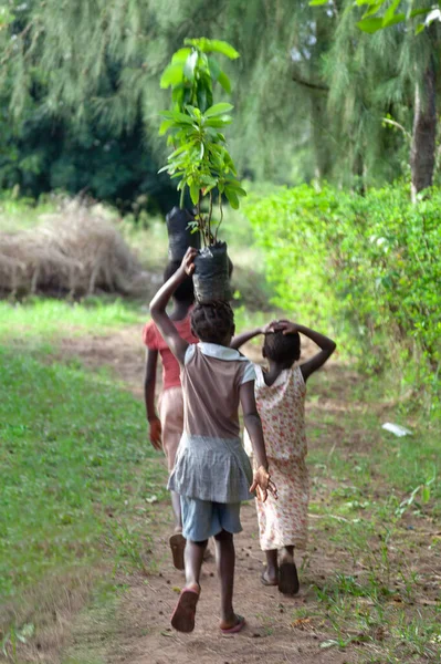 Xai Xai Mosambik April 2014 Junge Mädchen Tragen Junge Bäume — Stockfoto