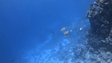 Trevally portakallı (Carangoides bajad). Şeyh Şer, Mısır.