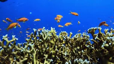 Ağ ateş mercanlarının etrafında yüzen bir grup Anthias. Şeyh Şer, Mısır.