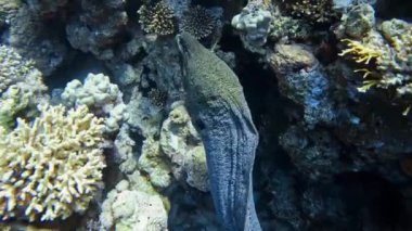 Dev yılanbalığı, gymnothorax javanicus, yakın çekim. Şeyh Şer, Mısır.