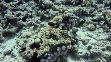 Bluetail trunkfish (Ostracion cyanurus)