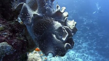 Sert deri mercan (Sarcophyton trocheliophorum). Şeyh Şer, Mısır.