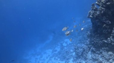 Trevally portakallı (Carangoides bajad). Şeyh Şer, Mısır.
