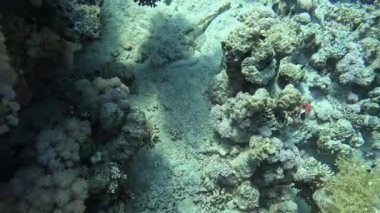 Hint Okyanusu crocodilefish (papilloculiceps longiceps)