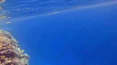 Kızıl Deniz iğne balığı (Thylosurus akoru). Şeyh Şer, Mısır.