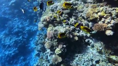 Bir grup Kızıl Deniz Sancak Balığı ve Rakun Kelebeği. Şeyh Şer, Mısır.