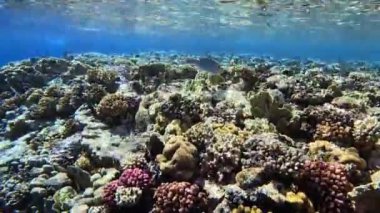 Tropikal balıklar sığ sularda mercan resiflerinin tepesinde güneşli bir günde gün ışığında yüzerler.