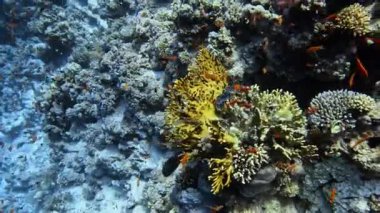 Ağ Ateş Mercanı (Millepora ikilemi). Şeyh Şer, Mısır.