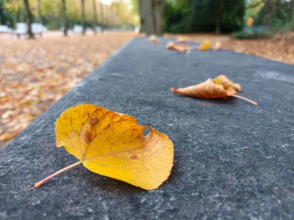 Färgglada Löv Väg Parken Hösten — Stockfoto