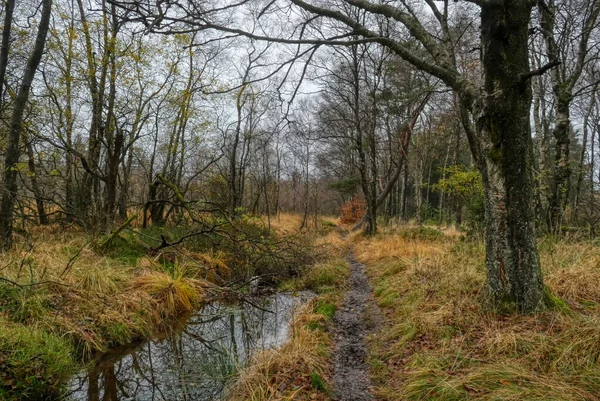 Δάση Και Κολπίσκοι Στο Hohes Venn High Moor Στο Βέλγιο — Φωτογραφία Αρχείου