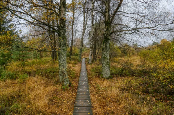 Krajina Stezka Mezi Stromy Horských Blatech Hohes Venn Belgii — Stock fotografie