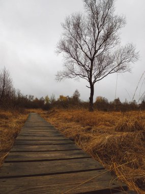 Sonbaharda Belçika 'nın Hohes Venn yüksek kırlarında tahta patika ve ağaç