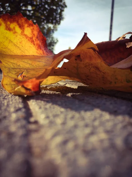 Autumn Leaf Ground Sunshine — Stock Photo, Image