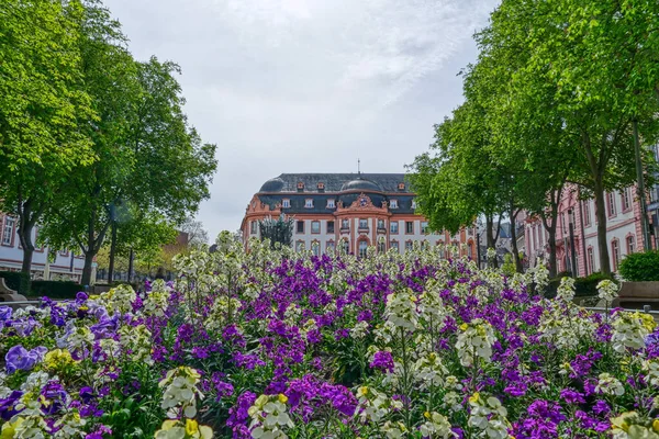 Flowers Public Park Mainz Spring — Stock Photo, Image