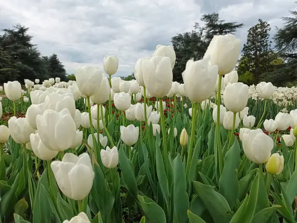 Düsseldorf 'taki halka açık bir parkta beyaz laleler