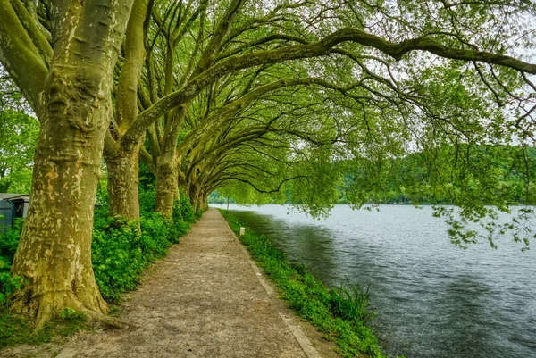 Caminho Árvores Grandes Lago Baldeneysee Essen Werden — Fotografia de Stock