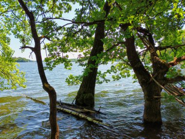 Sudaki ağaçlar Sauerland bölgesinde Moehnesee Gölü kıyısında.