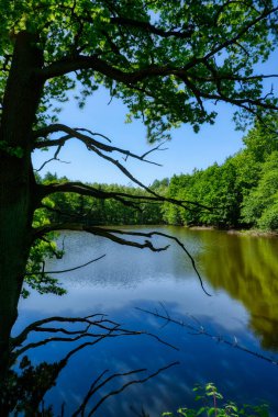 Sauerland bölgesindeki Moehnesee Gölü 'nde orman manzarası