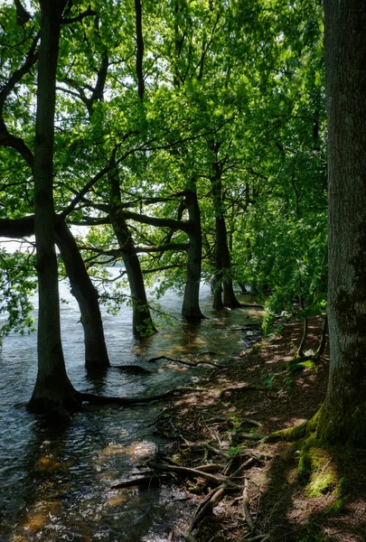 Sudaki Ormandaki Ağaçlar Sauerland Bölgesindeki Moehnesee Gölü Kıyısında — Stok fotoğraf