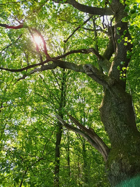 Sauerland Bölgesindeki Mhnesee Gölü Yakınlarındaki Ormandaki Güzel Ağaç — Stok fotoğraf