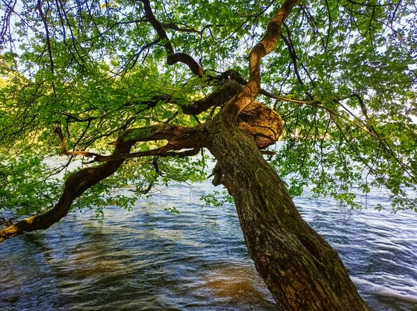 Schöner Alter Baum Wasser Des Möhnesees Sauerland — Stockfoto