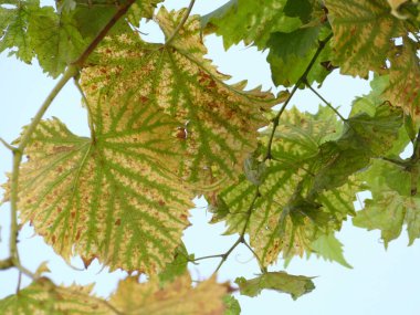 Kobern-Gondorf 'taki Virginia sürüngenleri