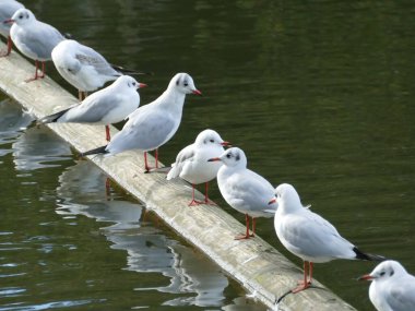 Göldeki bir ağaç kütüğünde martılar