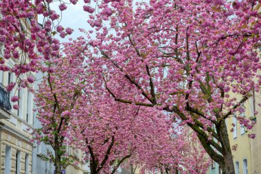 Bonn 'da bir sokakta kiraz çiçeği açtı.